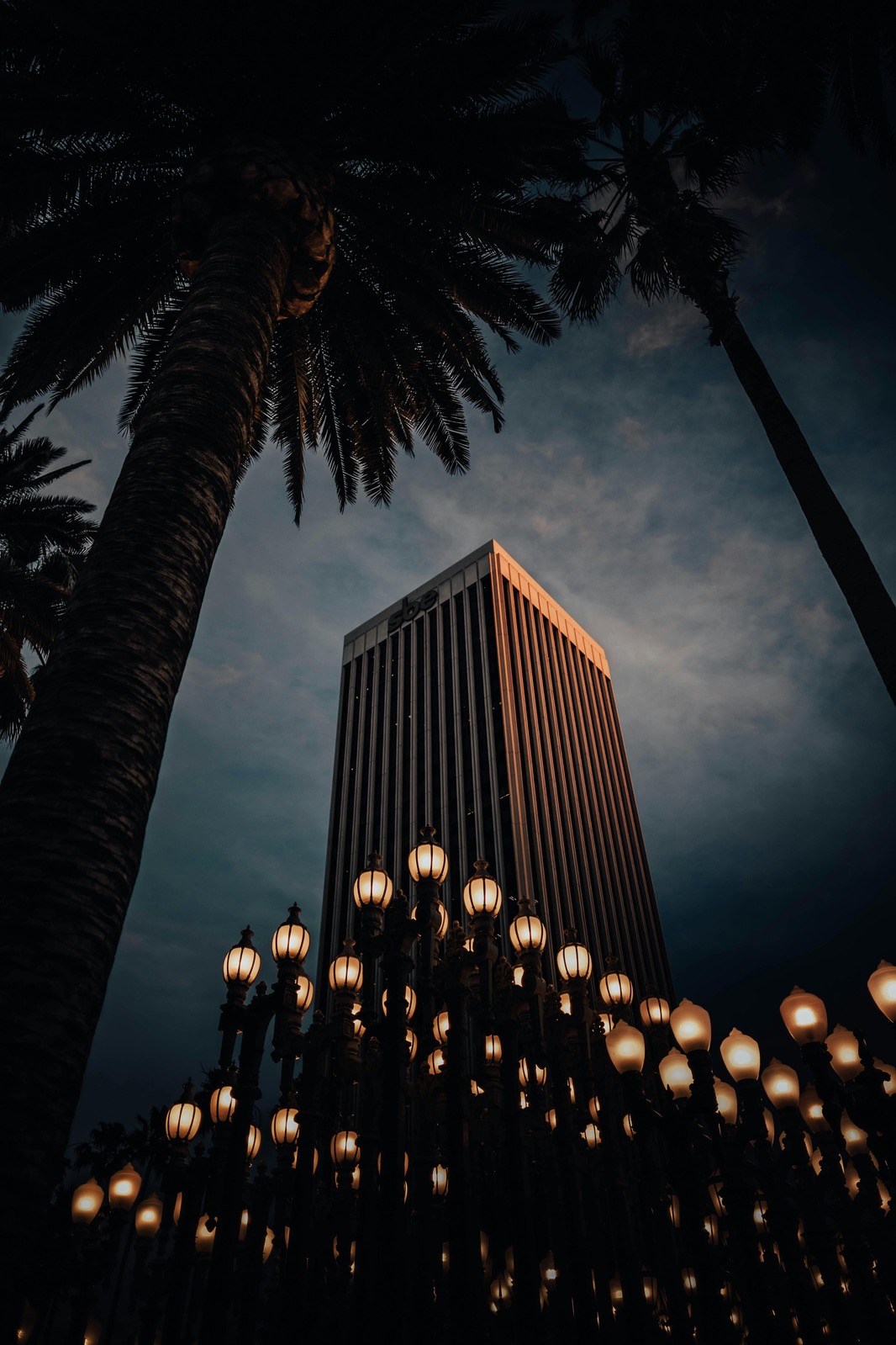 Palm trees against a skyscraper at night